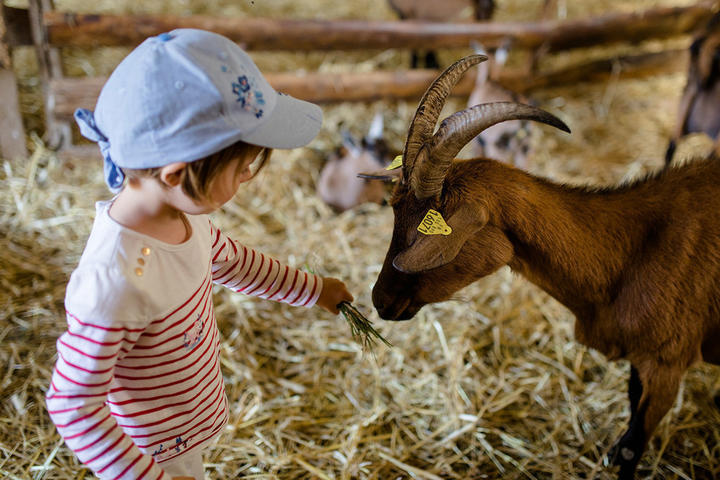 Un après-midi à la ferme du Coudoulet : Découvrir les chèvres du plateau ardéchois