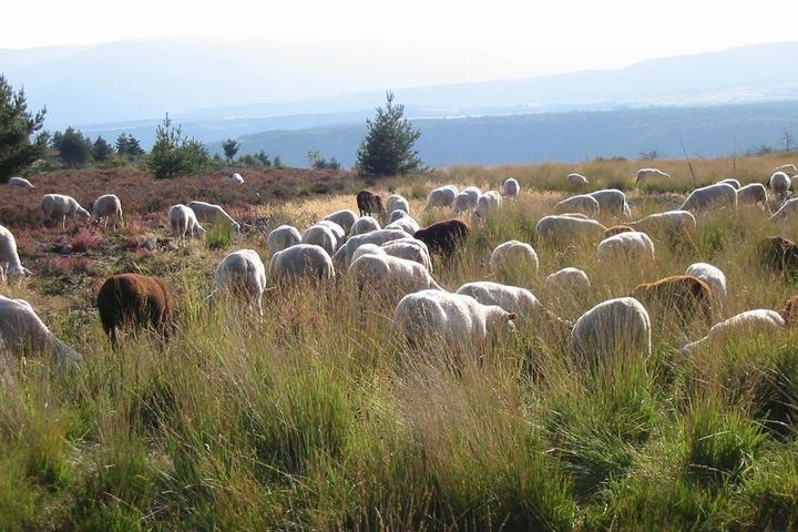 Soirée pastorale avec le berger