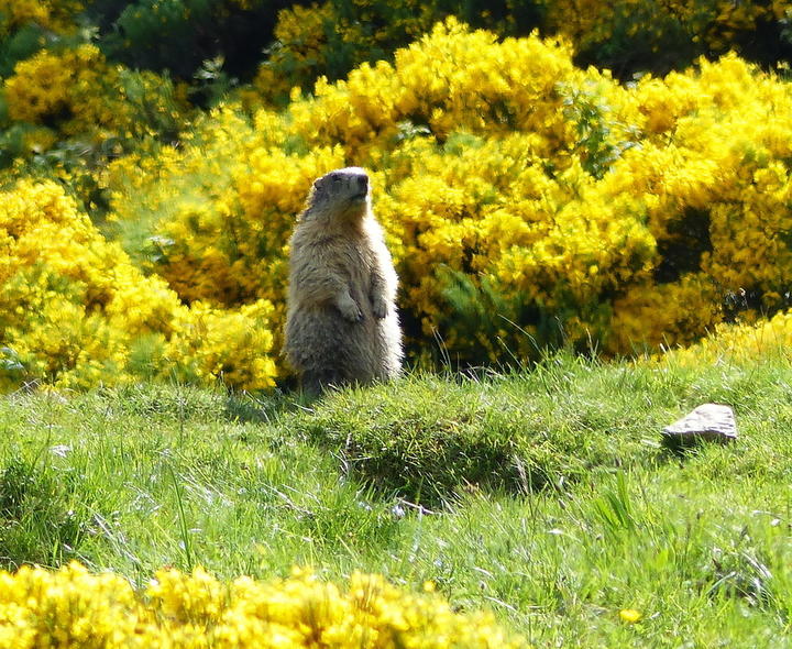 Marmotte du Mézenc Marmotte aux aguets