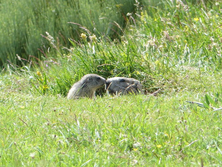 Couple de marmottes Marmottes du Mézenc