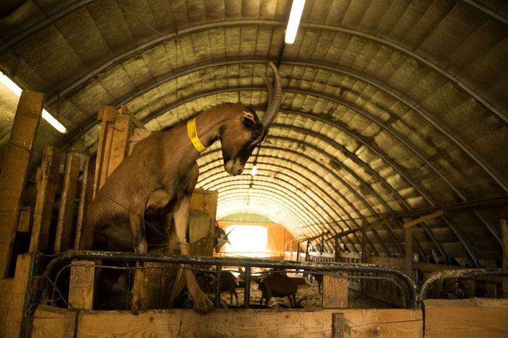 Montpezat-sous-Bauzon - Ferme du Clos de Bonnaud - De fermes en fermes-1 ©S.BUGNON Montpezat-sous-Bauzon - Ferme du Clos de Bonnaud - De fermes en fermes-1 ©S.BUGNON