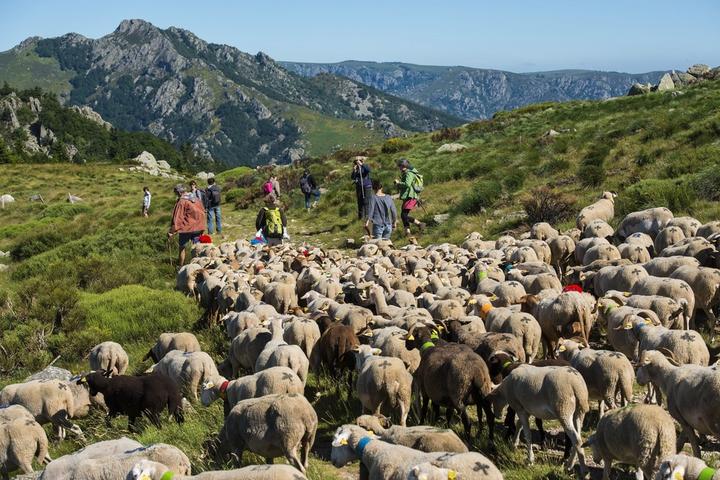 estive sur le tanargue sentier les ferjasses