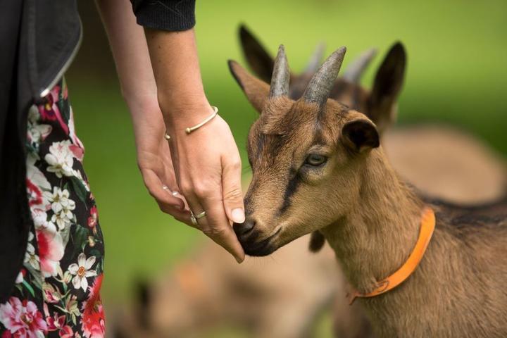 Montpezat-sous-Bauzon - Ferme du Clos de Bonnaud - De fermes en fermes-1 ©S.BUGNON Montpezat-sous-Bauzon - Ferme du Clos de Bonnaud - De fermes en fermes-1 ©S.BUGNON