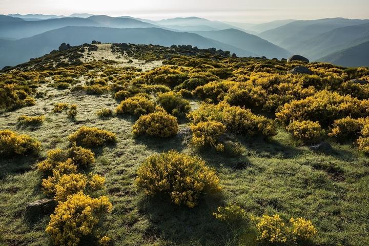 genêts en fleur sur le plateau de montselgues