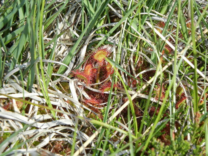 Drosera